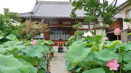 大蓮寺の庭園