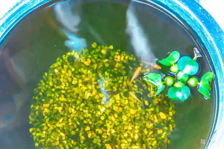 豊龍神社(山形県)