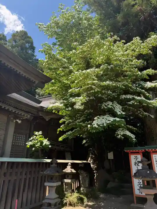 渋川八幡宮の{uncategorized: "未分類", other: "その他", undefined: "問題あり", building: "その他建物", grave: "お墓", sacred_gate: "鳥居", guardian: "狛犬", statue: "像", buddha: "仏像", history: "歴史", nature: "自然", garden: "庭園", animal: "動物", pagoda: "塔", temizu: "手水舎", mountain_gate: "山門・神門", sanctuary: "本殿・本堂", subordinate: "末社・摂社", art: "芸術", scenery: "景色", jizo: "地蔵", ema: "絵馬", goshuin: "御朱印", omikuji: "おみくじ", items: "授与品その他", amulet: "お守り", goshuincho: "御朱印帳", eats: "食事", festival: "お祭り", votive_dance: "神楽", shichigosan: "七五三参", wedding: "結婚式", experience: "体験その他", initially: "初詣", around: "周辺", anti_infection: "感染症対策"}