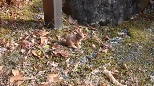 日蓮宗 総本山 塔頭 定林坊(じょうりんぼう)の狛犬