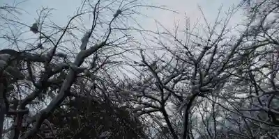 平野神社(京都府)
