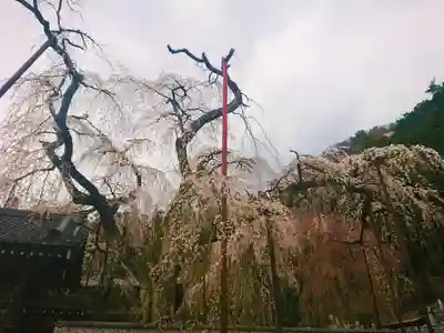 清雲寺の自然