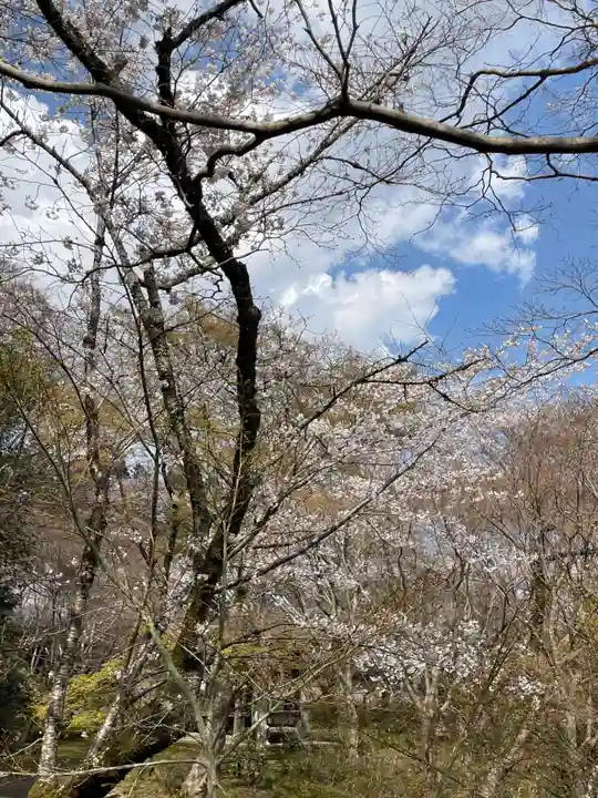 勝持寺(花の寺)(京都府)