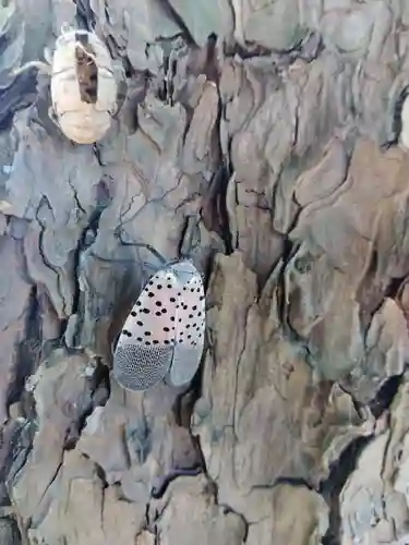 杉杜白髭神社(福井県)