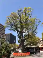 荒田八幡宮の自然