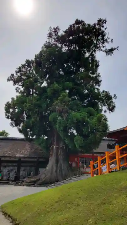 春日大社の{uncategorized: "未分類", other: "その他", undefined: "問題あり", building: "その他建物", grave: "お墓", sacred_gate: "鳥居", guardian: "狛犬", statue: "像", buddha: "仏像", history: "歴史", nature: "自然", garden: "庭園", animal: "動物", pagoda: "塔", temizu: "手水舎", mountain_gate: "山門・神門", sanctuary: "本殿・本堂", subordinate: "末社・摂社", art: "芸術", scenery: "景色", jizo: "地蔵", ema: "絵馬", goshuin: "御朱印", omikuji: "おみくじ", items: "授与品その他", amulet: "お守り", goshuincho: "御朱印帳", eats: "食事", festival: "お祭り", votive_dance: "神楽", shichigosan: "七五三参", wedding: "結婚式", experience: "体験その他", initially: "初詣", around: "周辺", anti_infection: "感染症対策"}