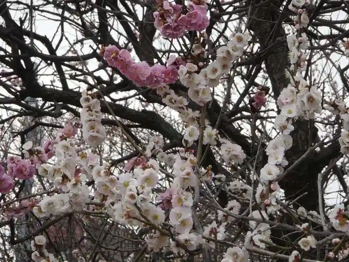 小村井 香取神社の自然
