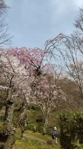 勝持寺（花の寺）の自然