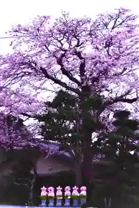 光明寺(静岡県)(2024年04月06日(土) 20時09分41秒投稿)