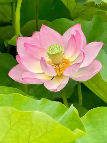 東寺（教王護国寺）(京都府)