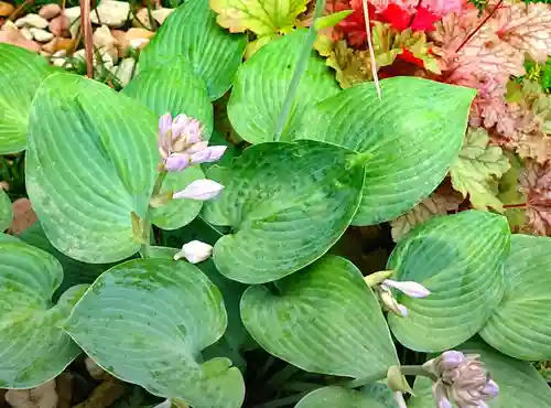 寿量山　速成寺の自然