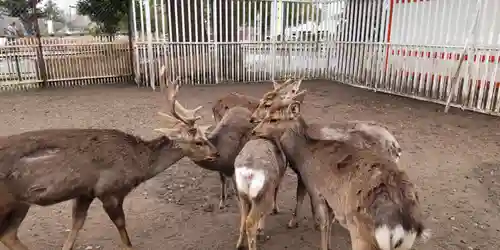 相州春日神社(神奈川県)