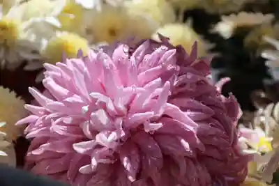 豊景神社の手水舎