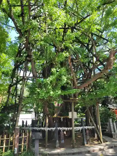 稲毛神社の自然
