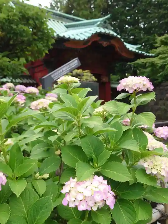 寛永寺(根本中堂)の自然
