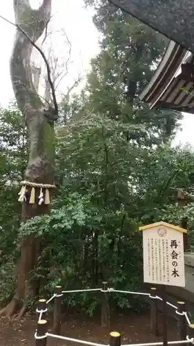 川越八幡宮の自然