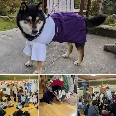 大活躍の神主犬 宗二郎