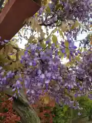 上里菅原神社の自然