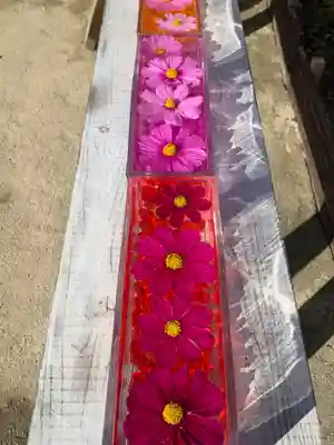 般若寺 ❁﻿コスモス寺❁(奈良県)