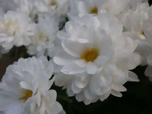 太宰府天満宮の自然