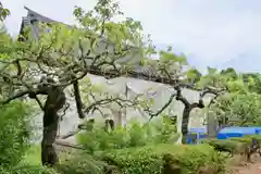 大聖寺の庭園