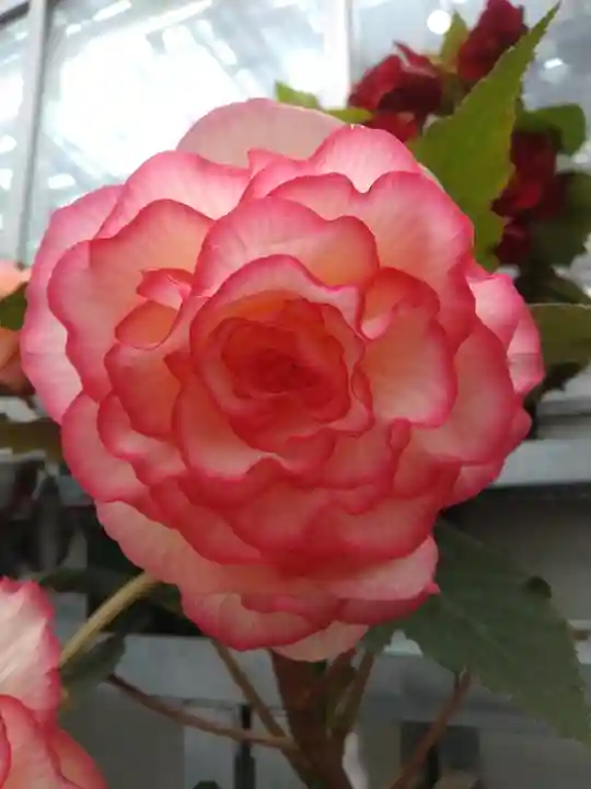 深大寺(東京都)