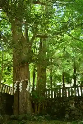 武蔵二宮 金鑚神社(埼玉県)