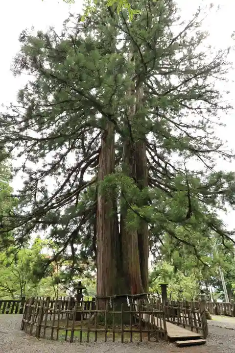 戸隠神社中社(長野県)