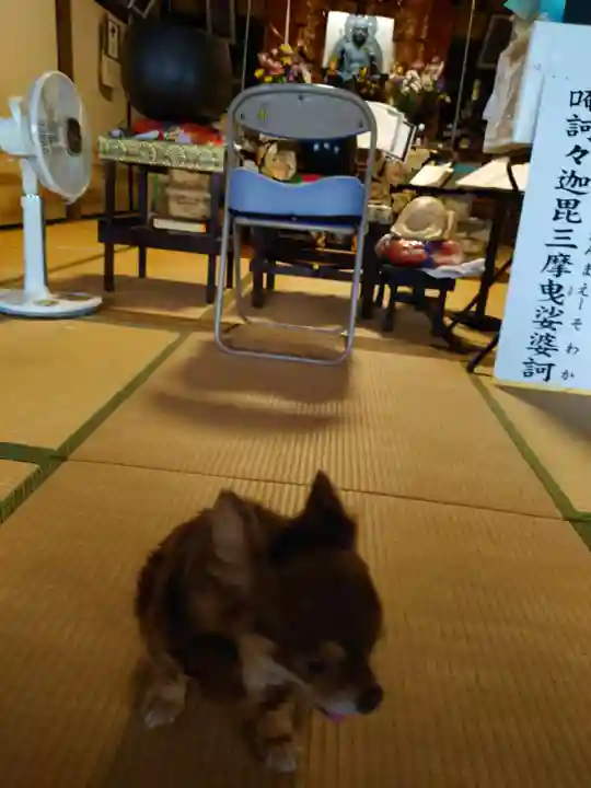 東隆寺の動物