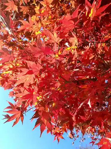 高尾山薬王院の自然