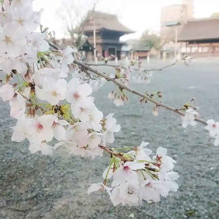 尾張大國霊神社(国府宮)の自然