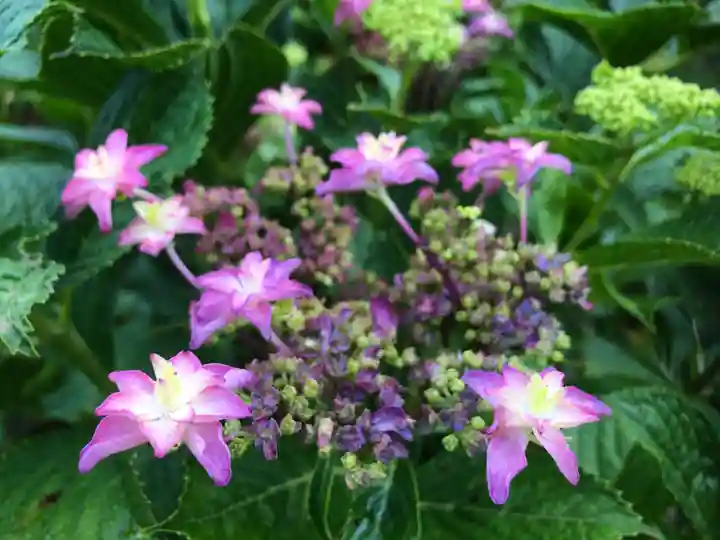 三室戸寺の自然