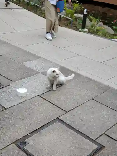 愛宕神社の動物
