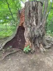 帯廣神社の自然