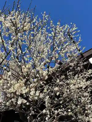 高円寺氷川神社(東京都)