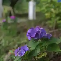 高司神社〜むすびの神の鎮まる社〜の自然