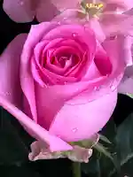 上尾御嶽神社の手水舎