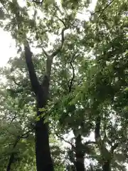 天神社の自然