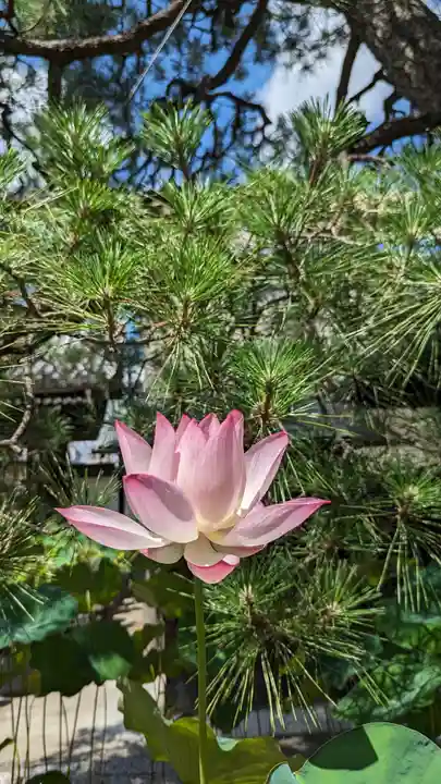 行願寺(革堂)(京都府)