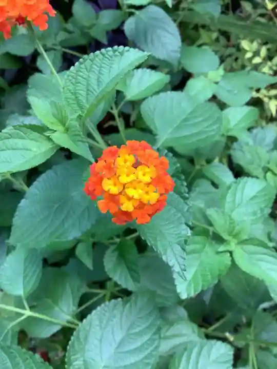 三輪神社の自然