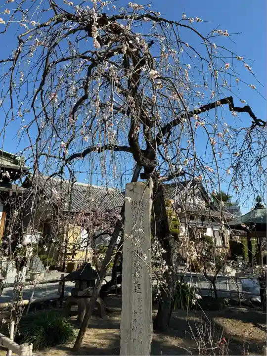 妙法寺(神奈川県)