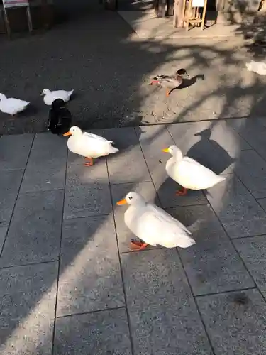 平塚八幡宮の動物