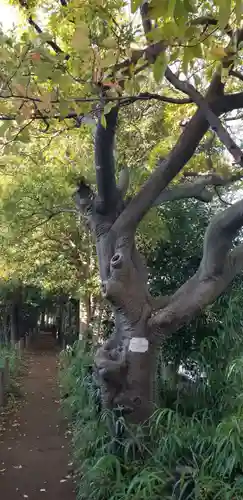 神明天祖神社の自然