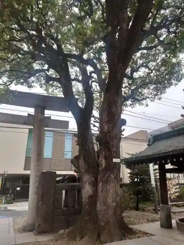 麻布氷川神社の自然