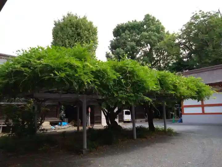 藤崎八旛宮(熊本県)