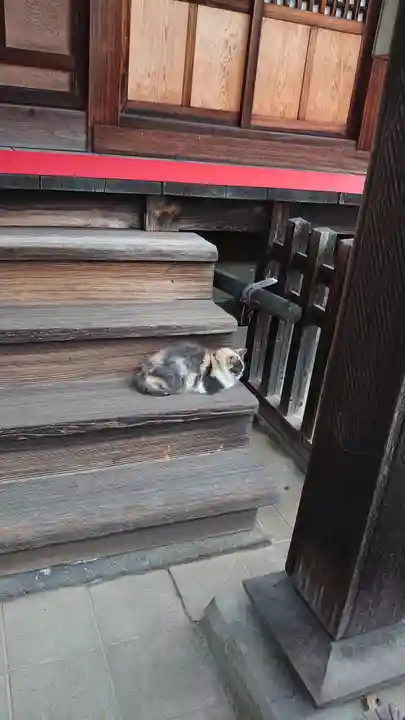 菖蒲神社の動物