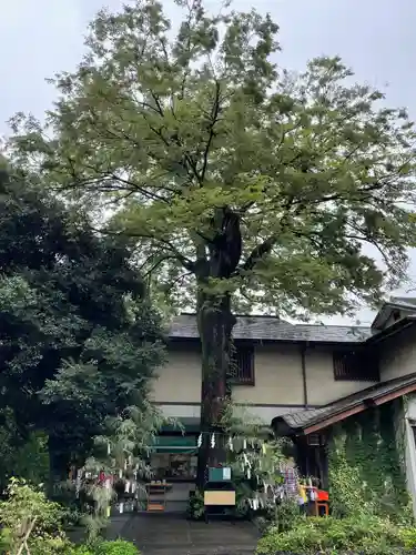自由が丘熊野神社の自然