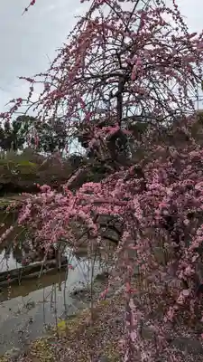 梅宮大社(京都府)