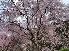 清雲寺の自然