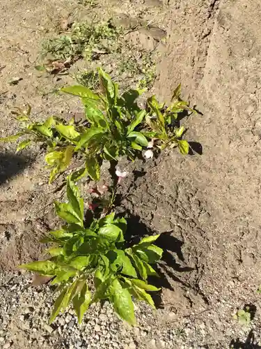 瀧泉寺（目黒不動尊）の自然